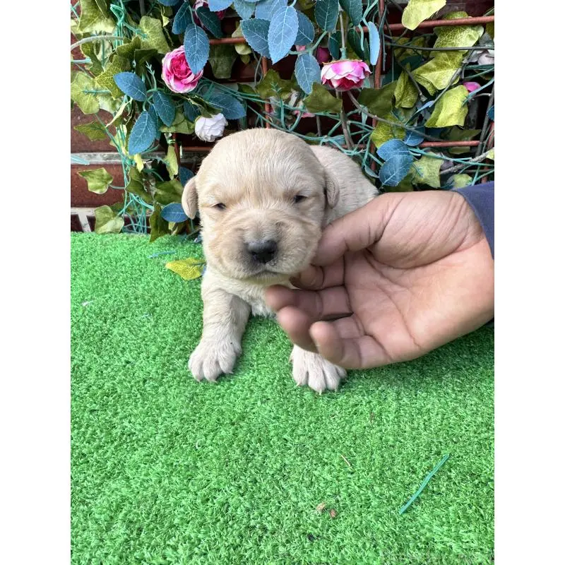 販売中の茨城県のミックス犬-452310の2枚目