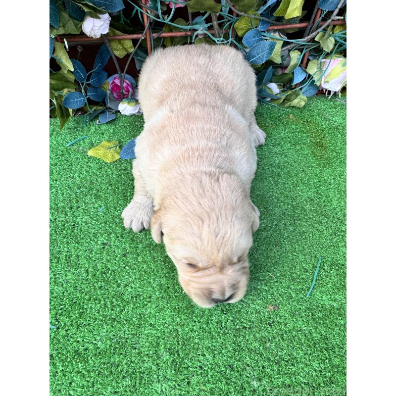 販売中の茨城県のミックス犬-452311の3枚目