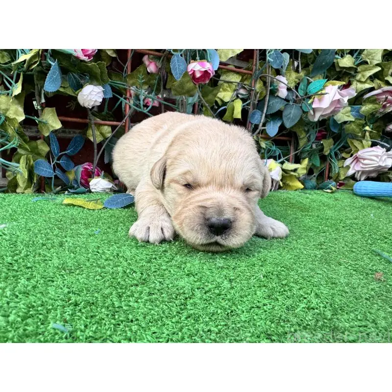 販売中の茨城県のミックス犬-452311の2枚目