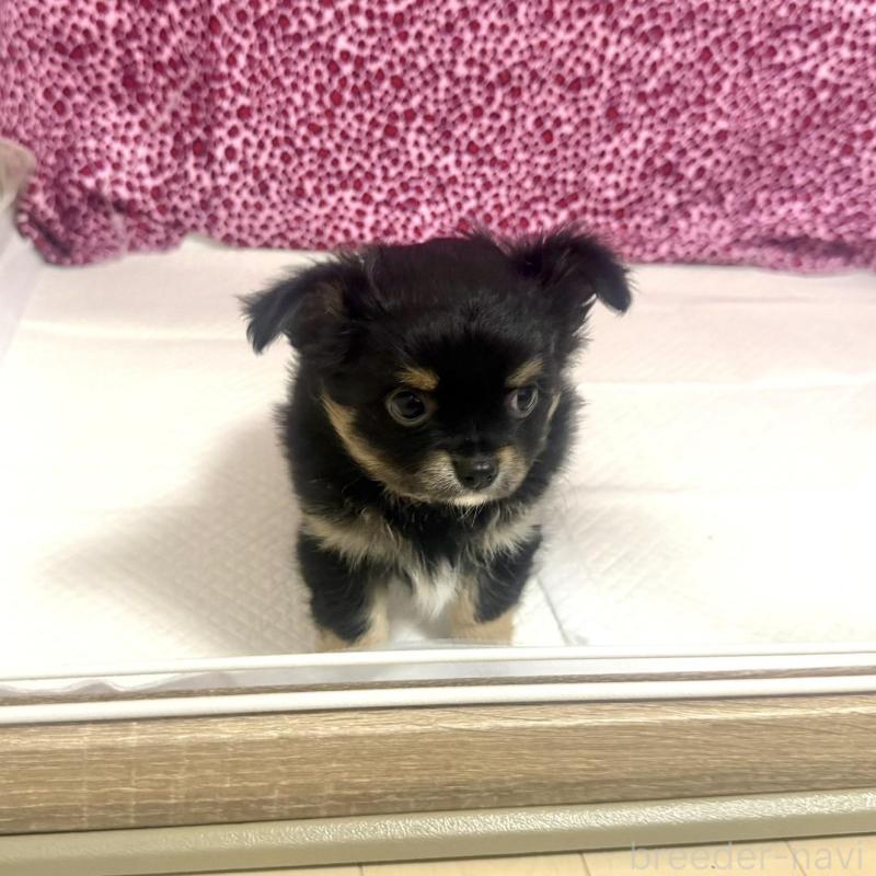 販売中の佐賀県のチワワ(ロングコート)-452313の4枚目