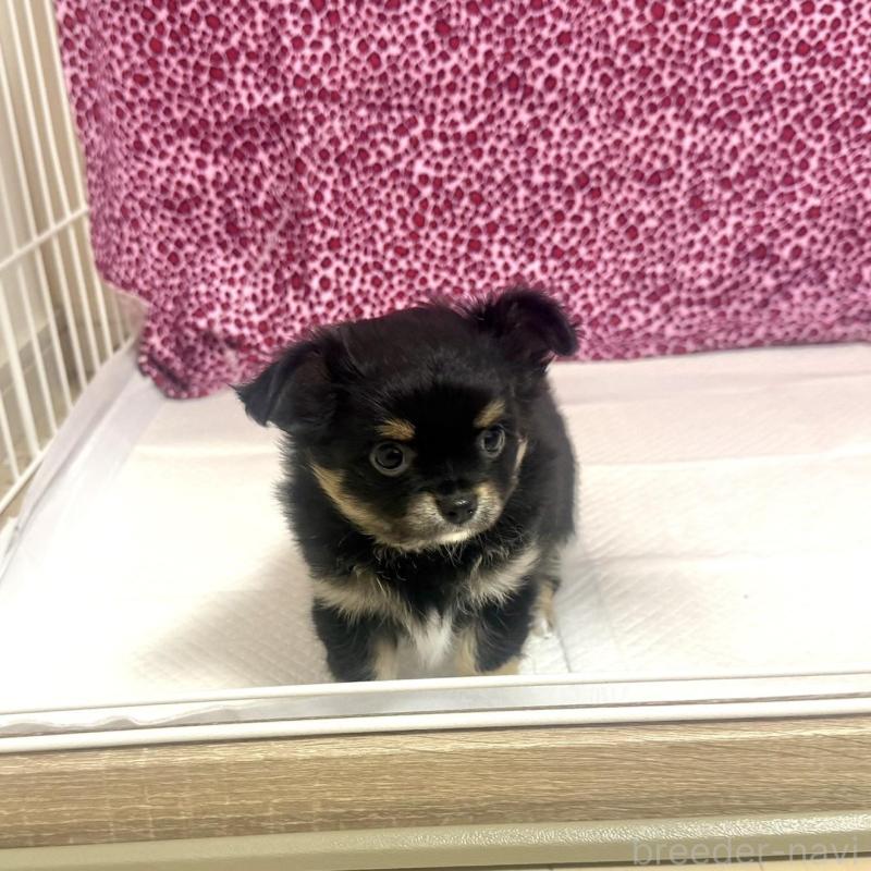 販売中の佐賀県のチワワ(ロングコート)-452313の3枚目