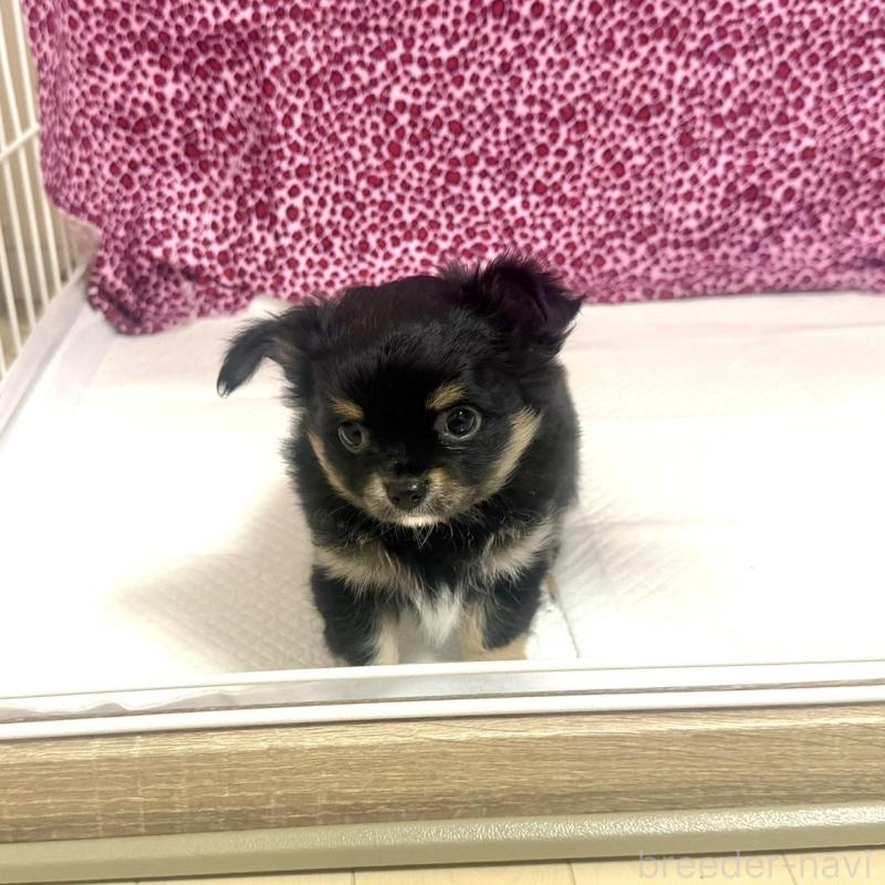 販売中の佐賀県のチワワ(ロングコート)-452313の2枚目