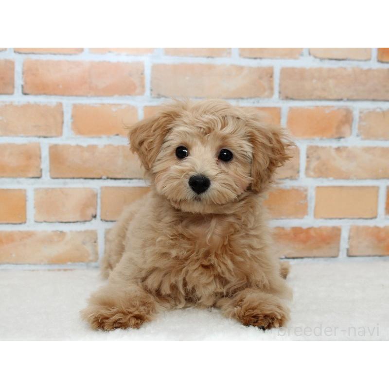 成約済の千葉県のマルプー:マルチーズ×トイプードル-434245の3枚目