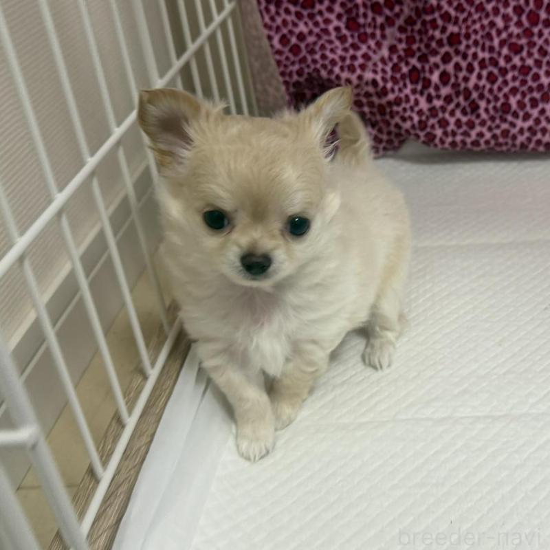 販売中の佐賀県のチワワ(ロングコート)-452314の4枚目