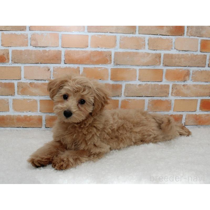 成約済の千葉県のマルプー:マルチーズ×トイプードル-434245の2枚目