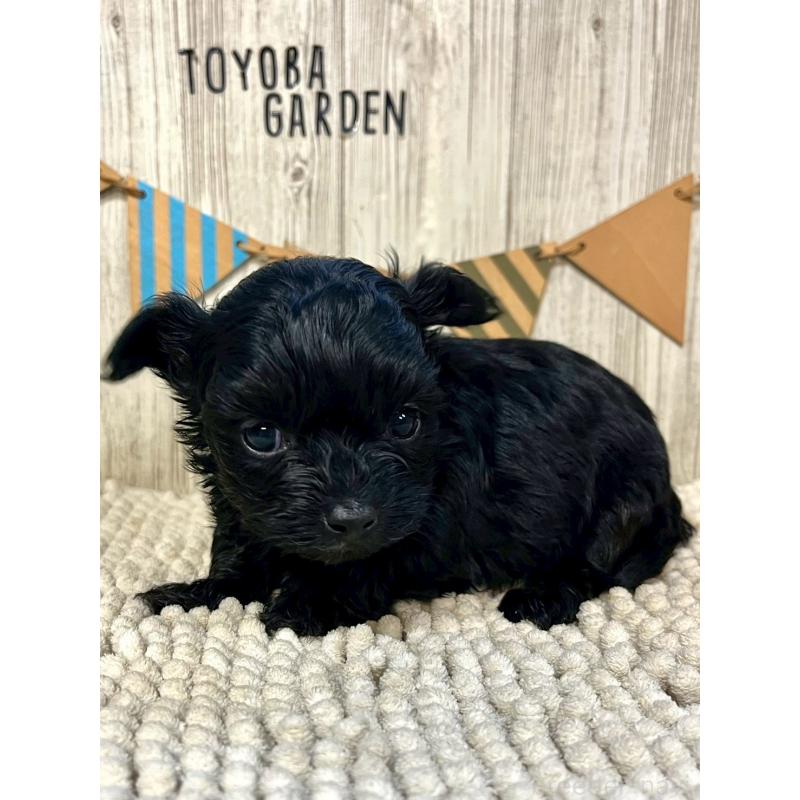 販売中の佐賀県のトイプードル-452317の5枚目