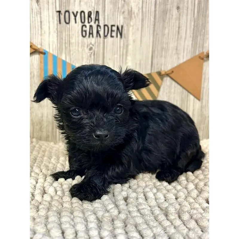 販売中の佐賀県のトイプードル-452317の4枚目