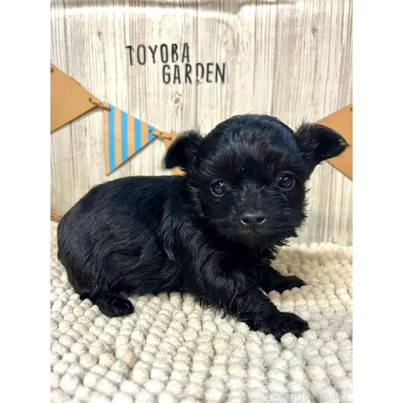 販売中の佐賀県のトイプードル-452317の3枚目