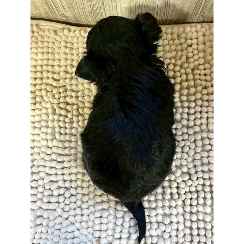 販売中の佐賀県のトイプードル-452317の2枚目