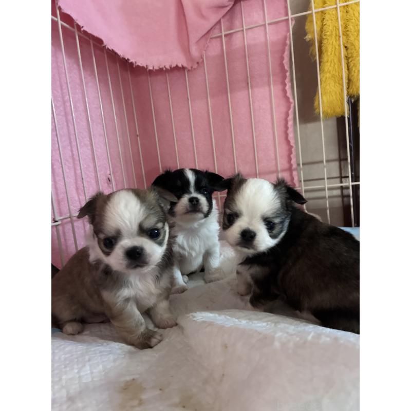 販売中の千葉県のチワワ(ロングコート)-452316の2枚目