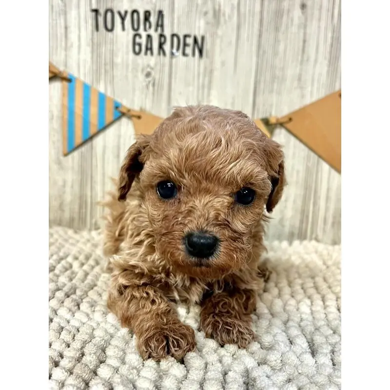 販売中の佐賀県のトイプードル-452319の5枚目