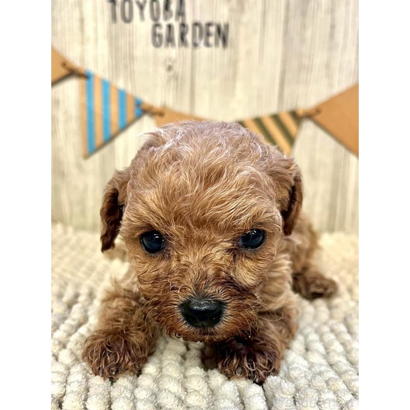 販売中の佐賀県のトイプードル-452319の4枚目