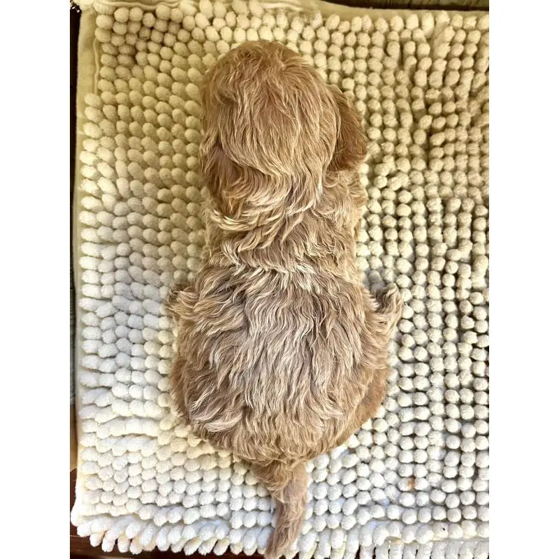 販売中の佐賀県のトイプードル-452319の2枚目