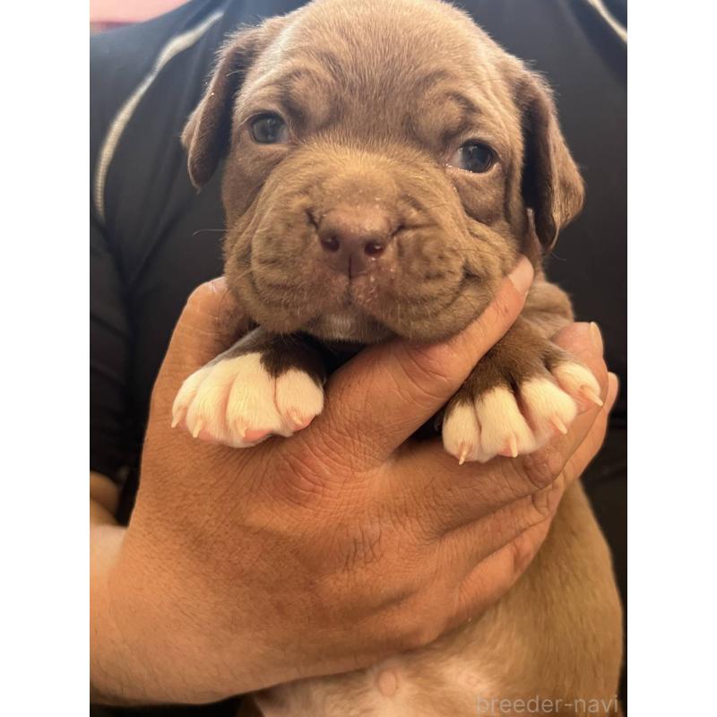 ♀︎アメリカンピットブルテリア