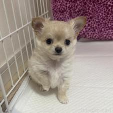 ♀︎チワワ(ロングコート)