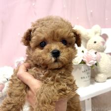 ♀︎ミックス犬