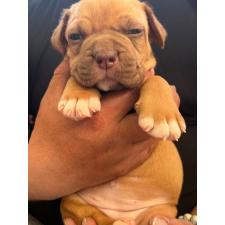 ♀︎アメリカンピットブルテリア