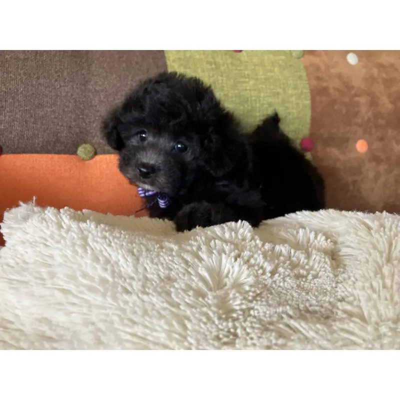 販売中の福岡県のマルプー:マルチーズ×トイプードル-452325の15枚目