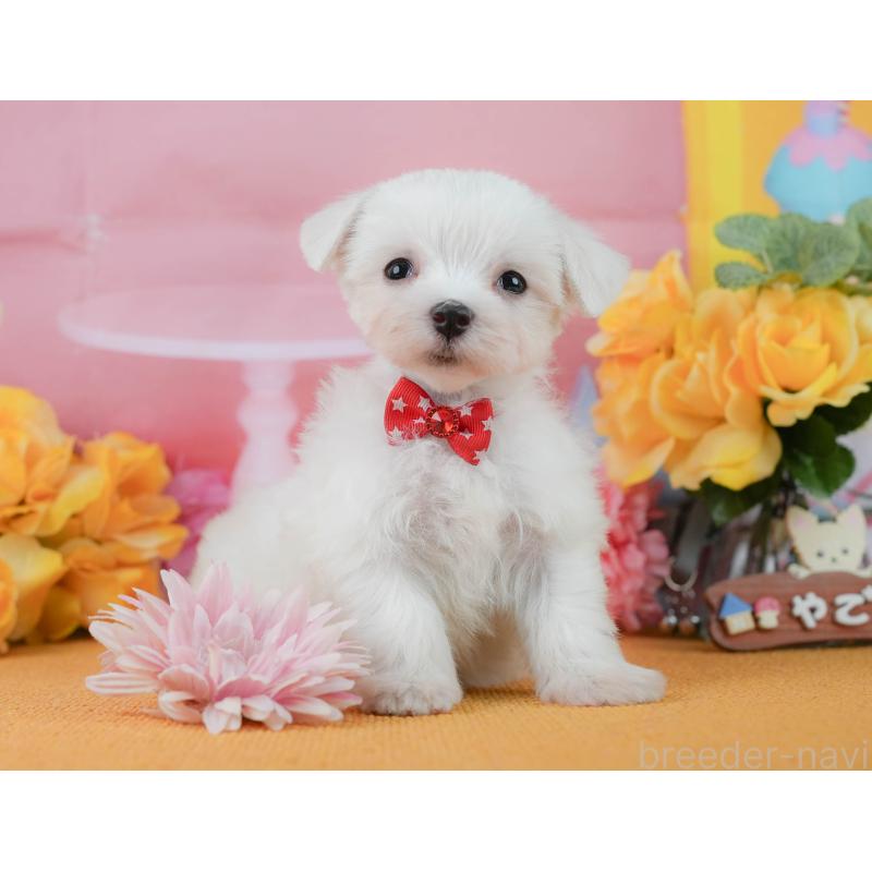 商談中の静岡県のマルチーズ-452324の8枚目