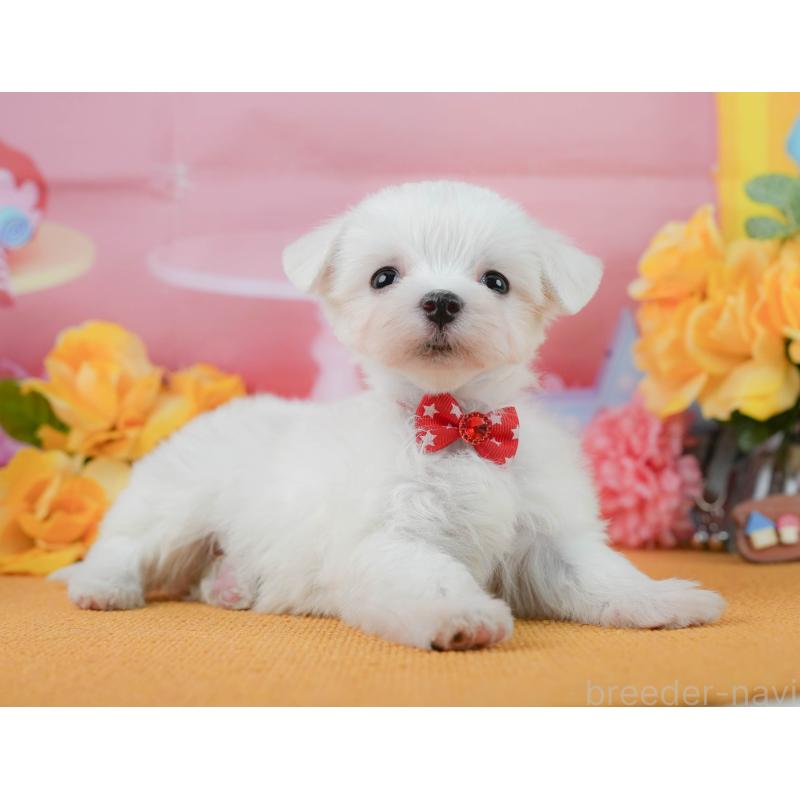 商談中の静岡県のマルチーズ-452324の7枚目