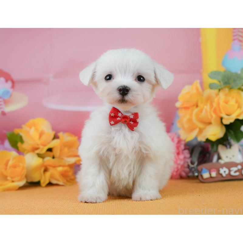 商談中の静岡県のマルチーズ-452324の6枚目