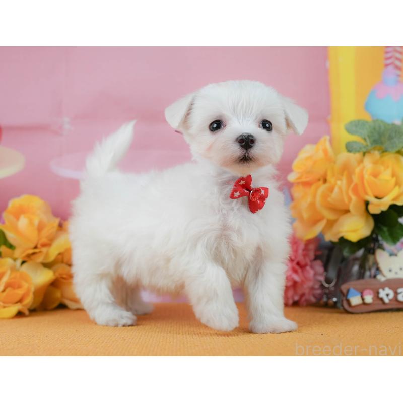 商談中の静岡県のマルチーズ-452324の5枚目