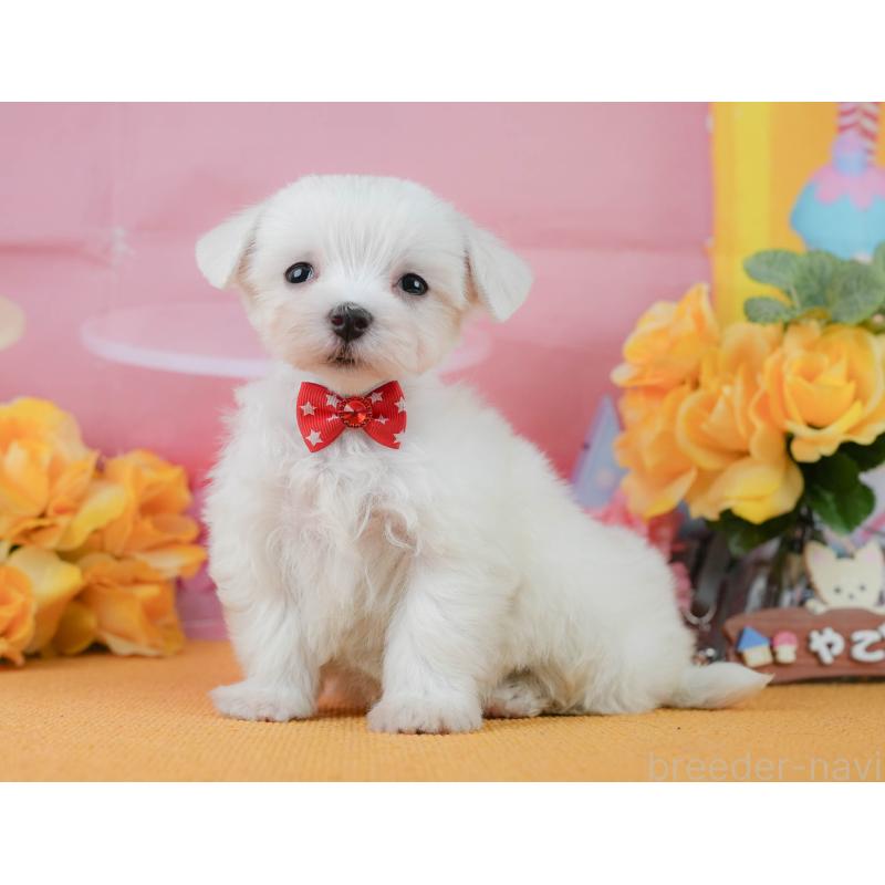 商談中の静岡県のマルチーズ-452324の3枚目