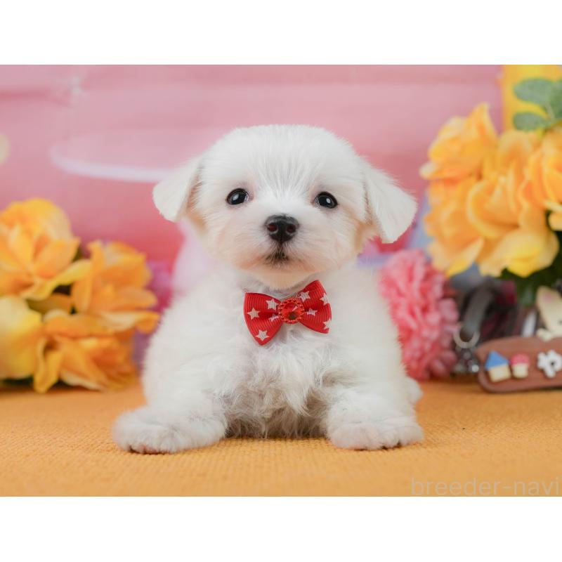 商談中の静岡県のマルチーズ-452324の2枚目