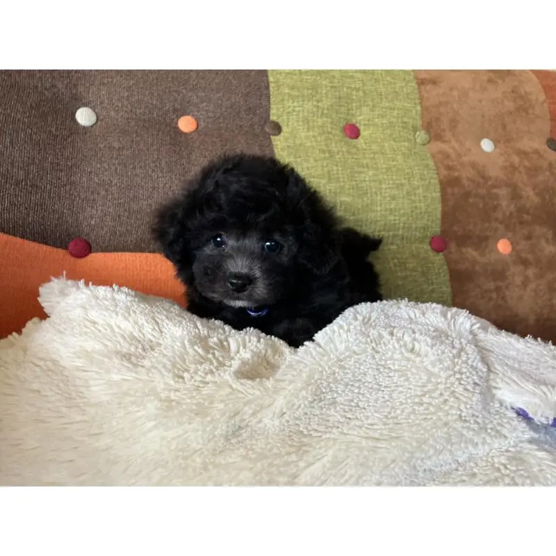 販売中の福岡県のマルプー:マルチーズ×トイプードル-452325の14枚目