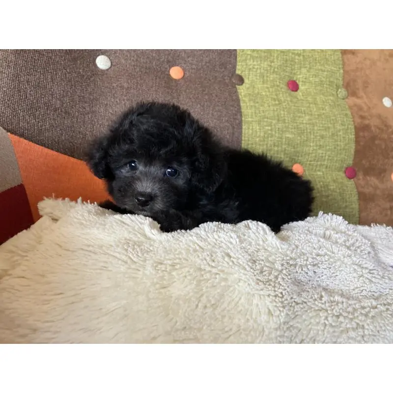 販売中の福岡県のマルプー:マルチーズ×トイプードル-452325の13枚目