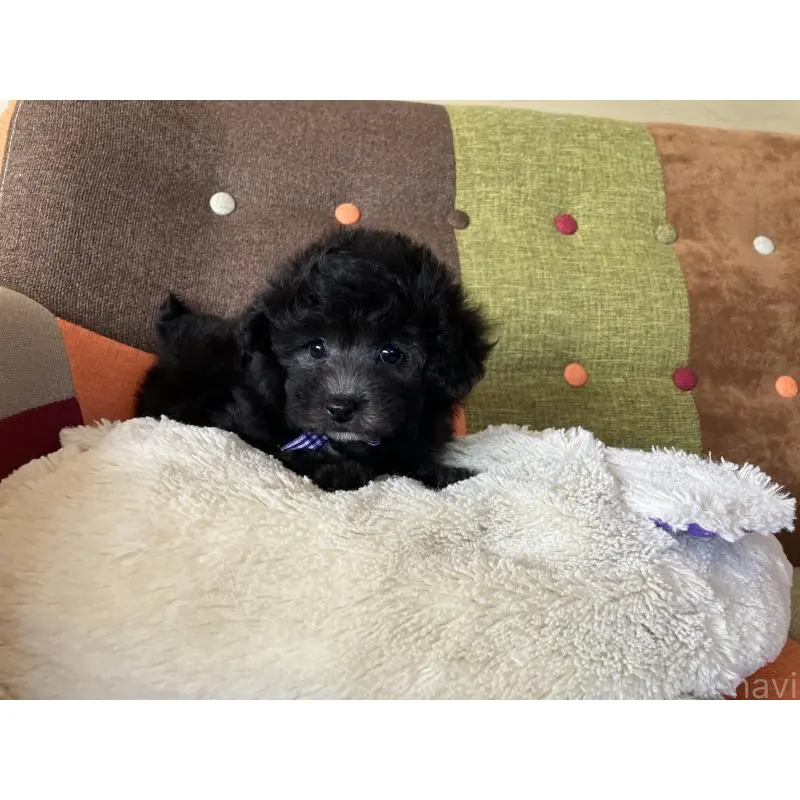 販売中の福岡県のマルプー:マルチーズ×トイプードル-452325の12枚目