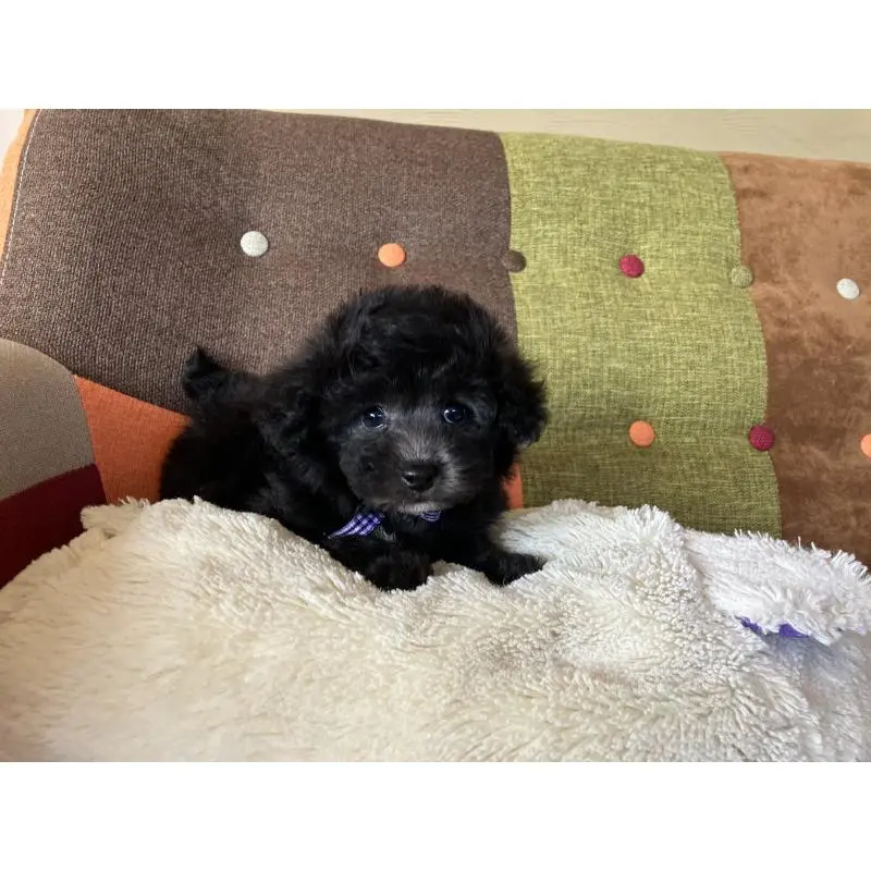 販売中の福岡県のマルプー:マルチーズ×トイプードル-452325の11枚目