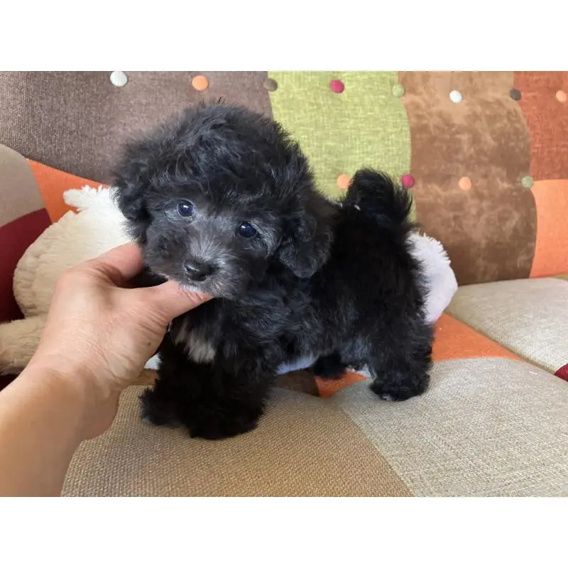 販売中の福岡県のマルプー:マルチーズ×トイプードル-452325の10枚目