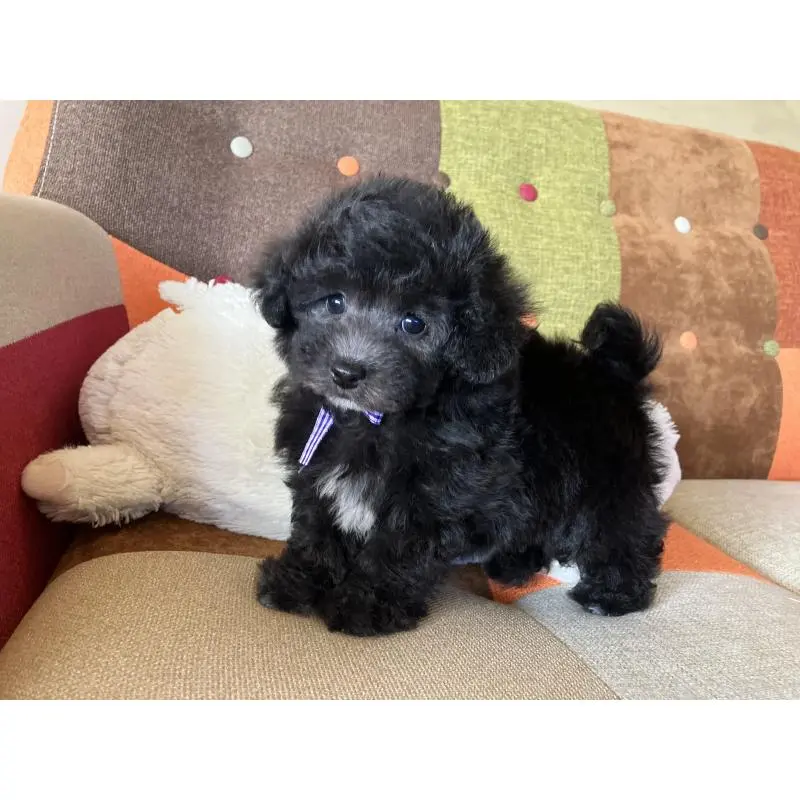 販売中の福岡県のマルプー:マルチーズ×トイプードル-452325の9枚目