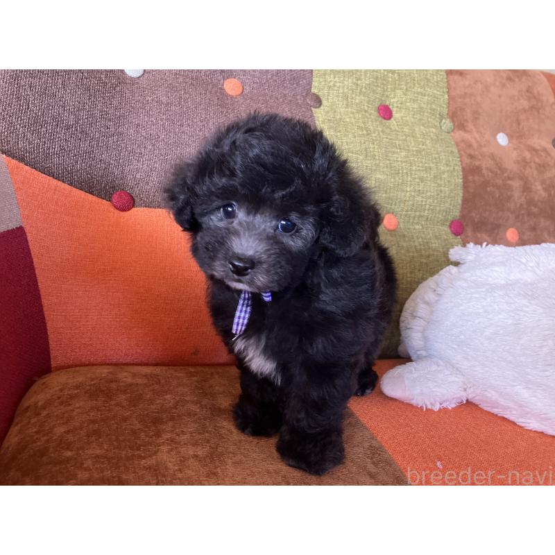 販売中の福岡県のマルプー:マルチーズ×トイプードル-452325の8枚目