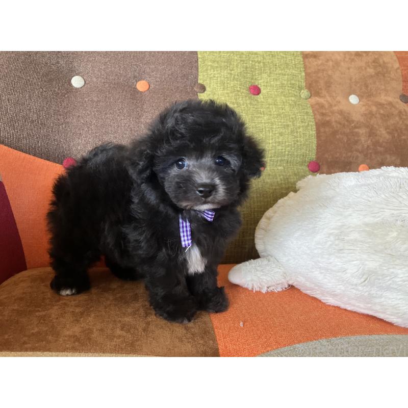 販売中の福岡県のマルプー:マルチーズ×トイプードル-452325の7枚目