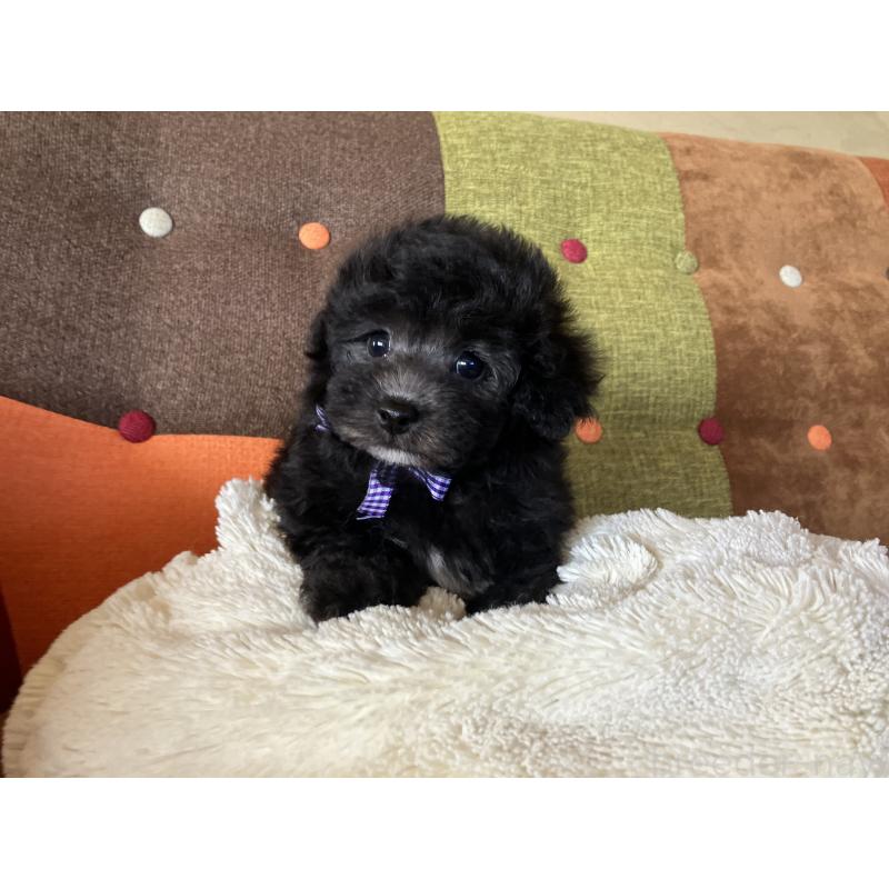 販売中の福岡県のマルプー:マルチーズ×トイプードル-452325の5枚目