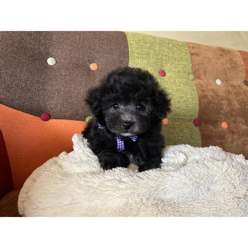 販売中の福岡県のマルプー:マルチーズ×トイプードル-452325の4枚目