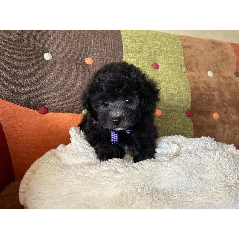 販売中の福岡県のマルプー:マルチーズ×トイプードル-452325の3枚目