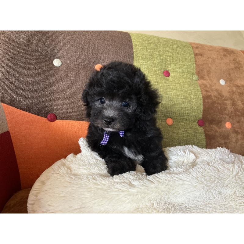 販売中の福岡県のマルプー:マルチーズ×トイプードル-452325の2枚目