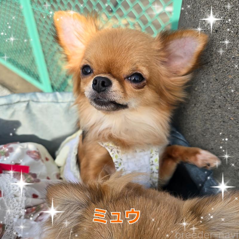 販売中の東京都のチワワ(ロングコート)-452330の5枚目