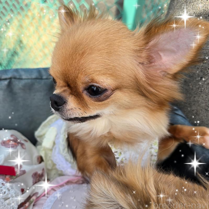 販売中の東京都のチワワ(ロングコート)-452330の4枚目