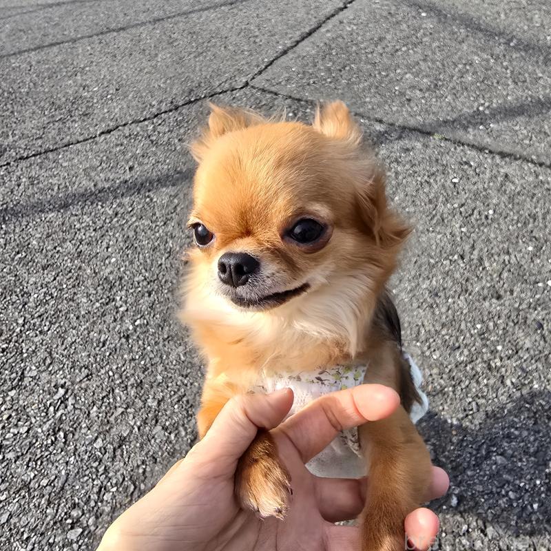 販売中の東京都のチワワ(ロングコート)-452330の2枚目