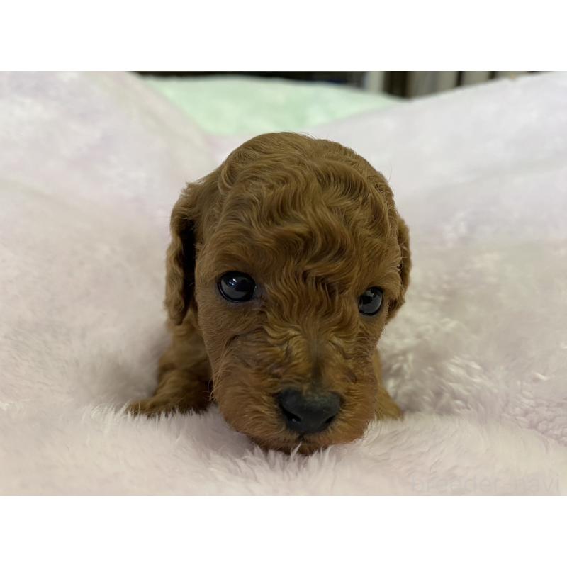 販売中の神奈川県のトイプードル-452327の2枚目