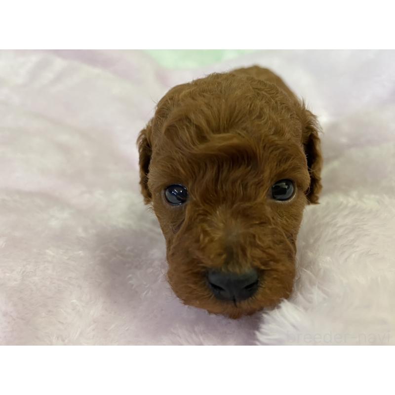 販売中の神奈川県のトイプードル-452328の2枚目