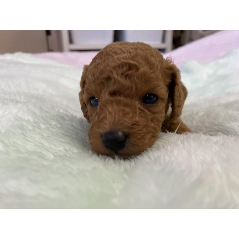 販売中の神奈川県のトイプードル-452329の2枚目