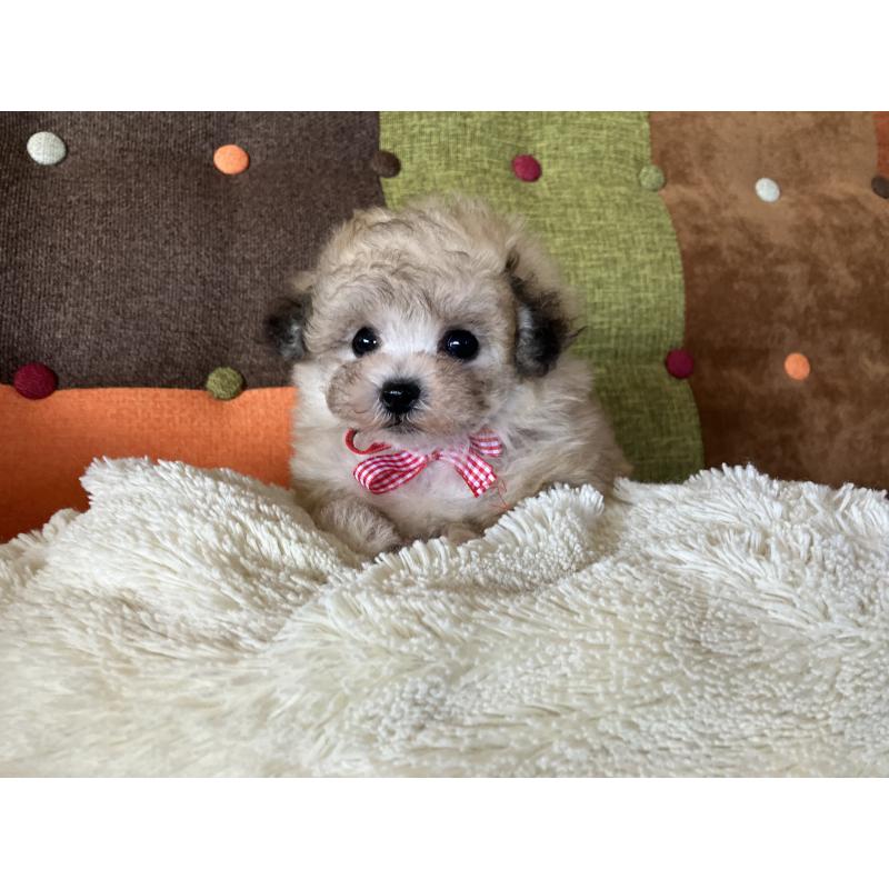 販売中の福岡県のマルプー:マルチーズ×トイプードル-452331の12枚目