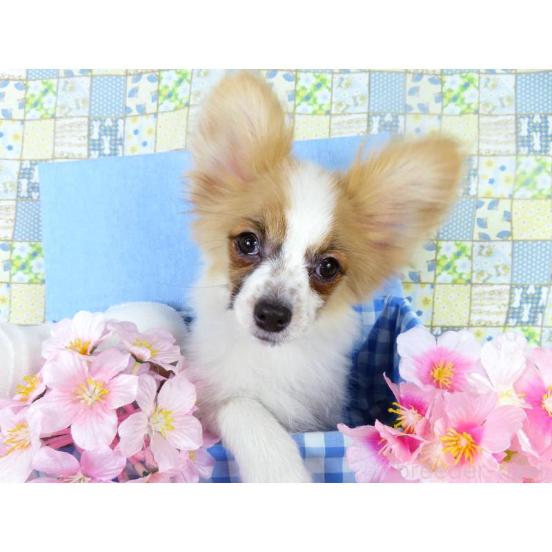 販売中の千葉県のパピヨン-435042の5枚目