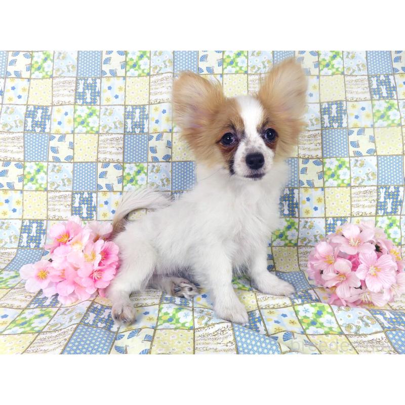 販売中の千葉県のパピヨン-435042の4枚目