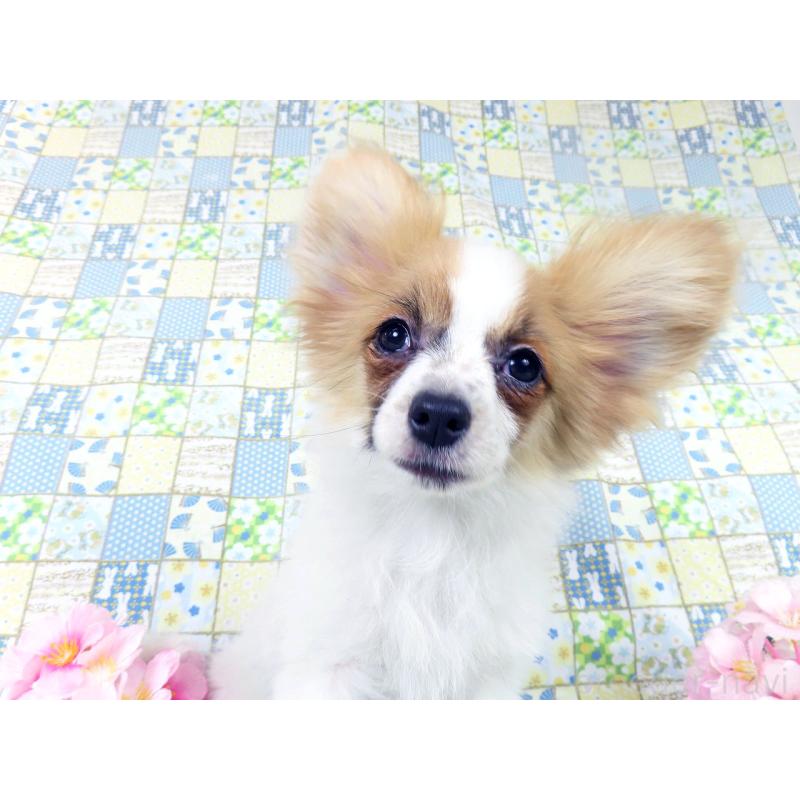 販売中の千葉県のパピヨン-435042の3枚目